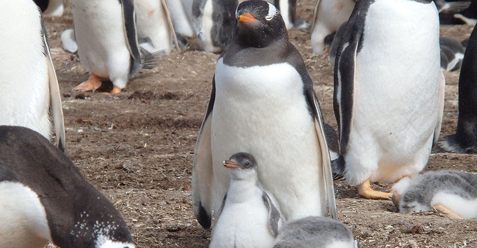 2016年12月15日出発ペンギンたちの楽園フォークランド諸島を訪ねる癒しの旅13日間