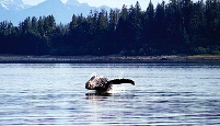 (C) Glacier Bay Lodge 