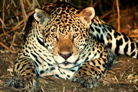 ジャガー (C) FAZENDA SAO FRANCISCO