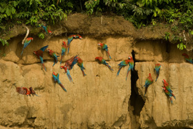 コンゴウインコ