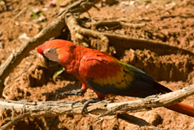 コンゴウインコ