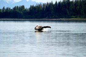 (C)Glacier Bay Lodge