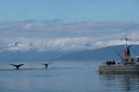 (C)Glacier Bay Lodge