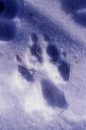 (C)Yellowstone Glacier Adventure