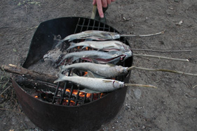 釣った魚を調理