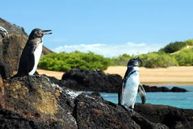 ガラパゴスペンギン