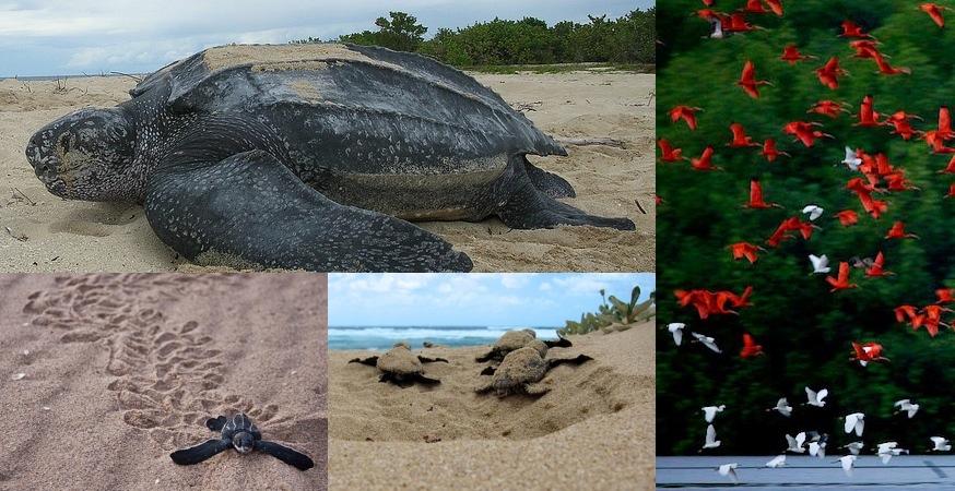 世界最大のカメ・オサガメ　in トリニダード＆トバゴ　貴重な生態の保護活動参加と出産観察　8日間