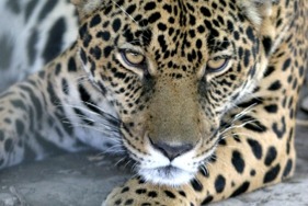 ジャガー