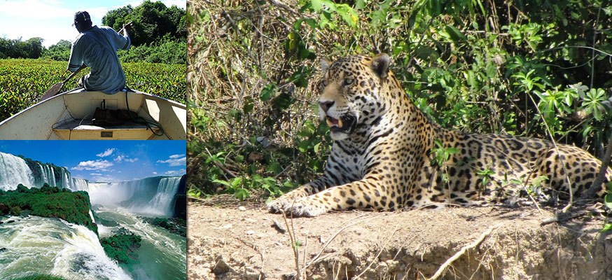 ジャガーウォッチング、イグアスの滝、南米最大規模の湿原巡るブラジル・アルゼンチン14日間