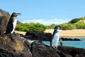ガラパゴスペンギン