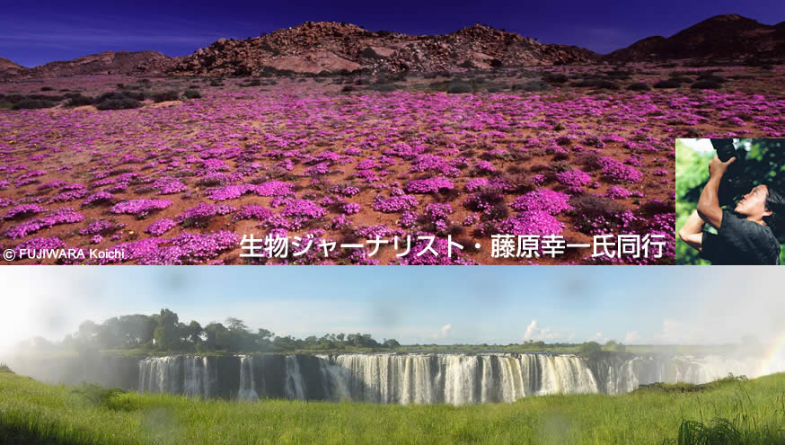 アフリカ大陸&ldquo;奇跡のお花畑&rdquo;野生の王国・クルーガー国立公園/チョベ国立公園 世界三大瀑布を巡る旅