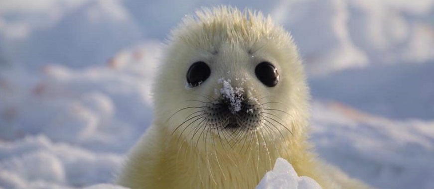 カナダ・タテゴトアザラシの赤ちゃん　8日間