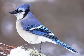 Blue Jay　アオカケス