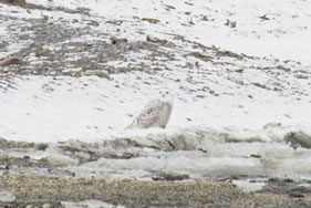 Snowy Owl