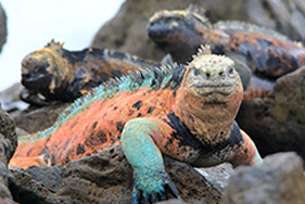 ウミイグアナ
