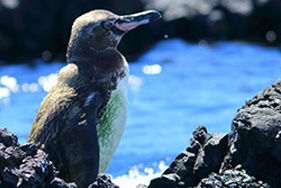 ガラパゴスペンギン