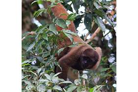 Woolly monkey