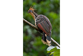 El hoatzin
