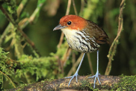 Chestnut crowned antpitta