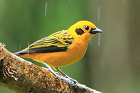 Golden Tanager