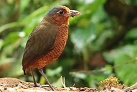 Giant Antpitta