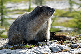 野生動物