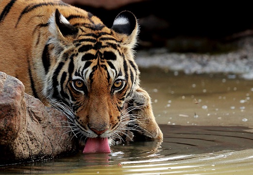 タイガーサファリ、インド・カーナ＆バンダウガル国立公園 