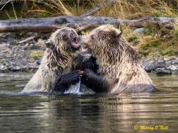 じゃれるクマ達