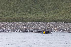 小さな点は全てキングペンギン(C)GRiehle Young