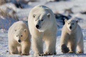 (C)Michael Poliza churchill Wild