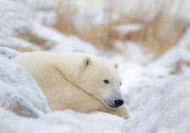 (C)Dennis Fast churchill Wild