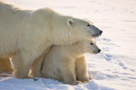 (C)Micheal Poliza churchill Wild
