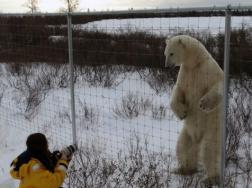 (C)Dafna Bennun churchill Wild