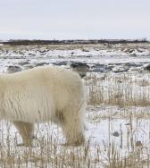 (C) Dennis Fast churchill Wild