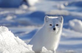 (C)Elizabeth Coates churchill Wild