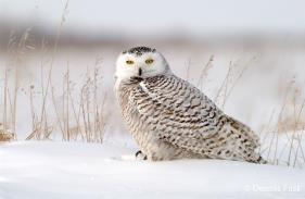 (C)Dennis Fast churchill Wild
