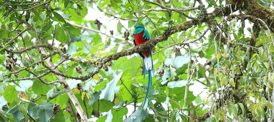 昆虫、動物たちの楽園コスタリカスペシャル