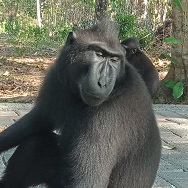 クロザル