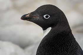 アデリーペンギン　（C)A21