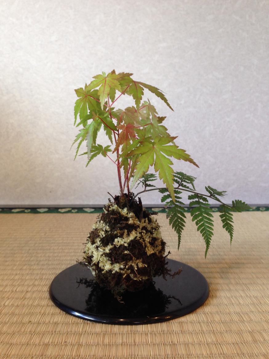 ☆BONSAIオンライン教室☆ オリジナルの苔玉を作ってお部屋に飾ろう♪