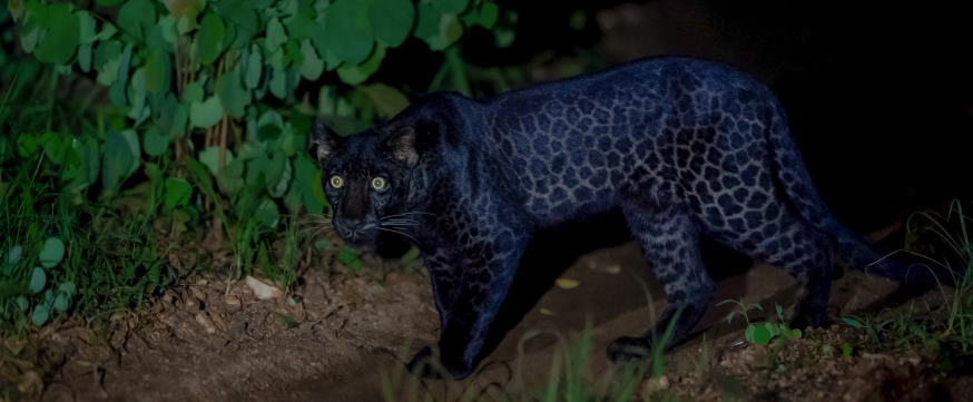 クロヒョウ探索とタイガーサファリ、インド・ペンチとカーナ国立公園 　