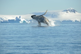  &copy; Nicolo de Cata-Oceanwide Expeditions