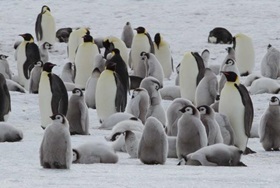 &copy; James Cresswell - Oceanwide-Expeditions