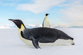&copy; Rolf Stange - Oceanwide Expeditions