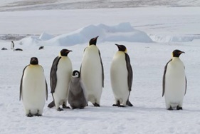 &copy; Oceanwide Expeditions