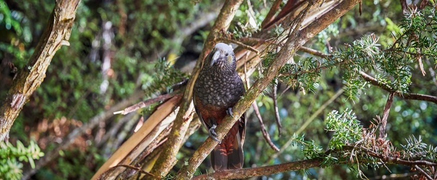 スチュアート島で野生のキーウィ、希少ペンギン、野鳥探し！オーロラ鑑賞にも挑戦！