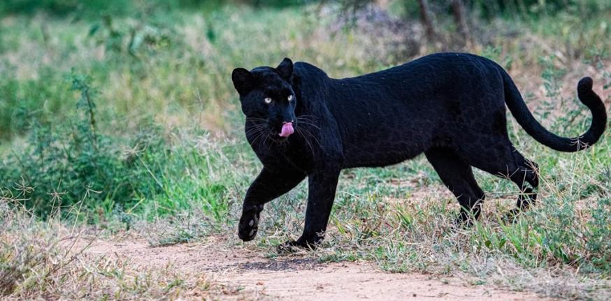 漆黒の美　クロヒョウを探す旅