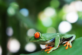 アカメアマガエル