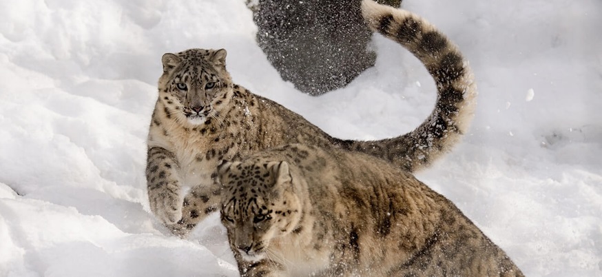 モンゴル　アルタイ地方　ユキヒョウを追う