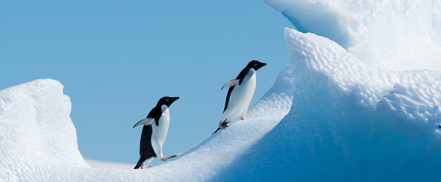 【パタゴニア】パイネ国立公園とまだ見ぬ秘境【南極】＝ペンギンのヒナに会えるかな＝